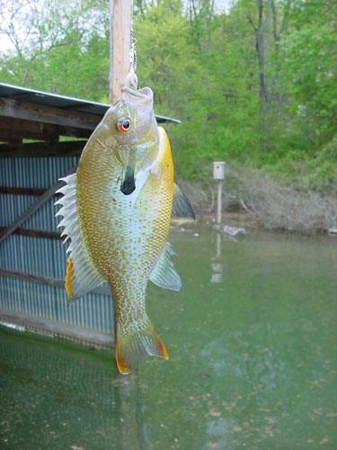 redbreasted sunfish.jpg